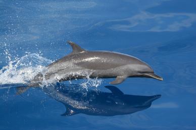 swimming dolphin backdrop picture dynamic elegance