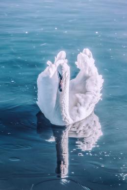 swimming swan picture cute elegance