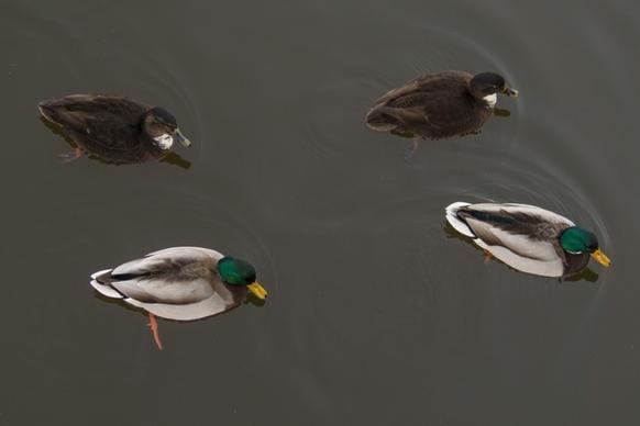 synchronized ducks