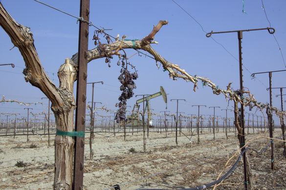 table grape field and oil well