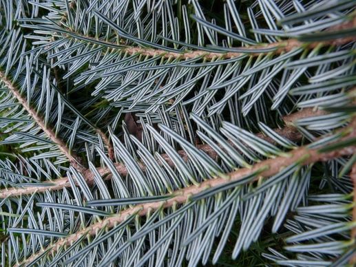 tannenzweig pine needles fir