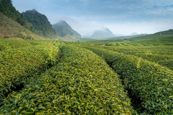 tea field scenery picture elgant bright 