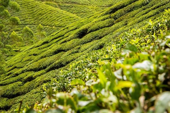tea leaves tea plantation