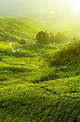 tea plantation landscape hd pictures