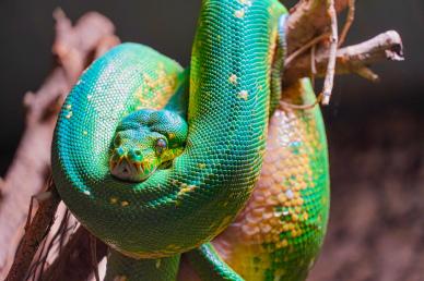 terrarium scene picture snake closeup