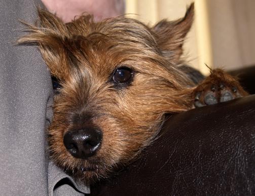 terrier dog canine