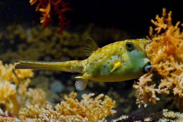 tetraodontidae blowfish