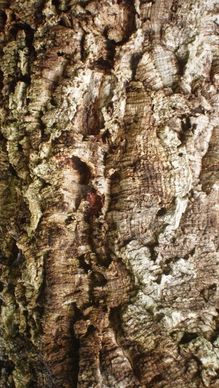 texture cork tree bark