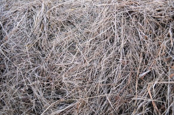 texture hay grass