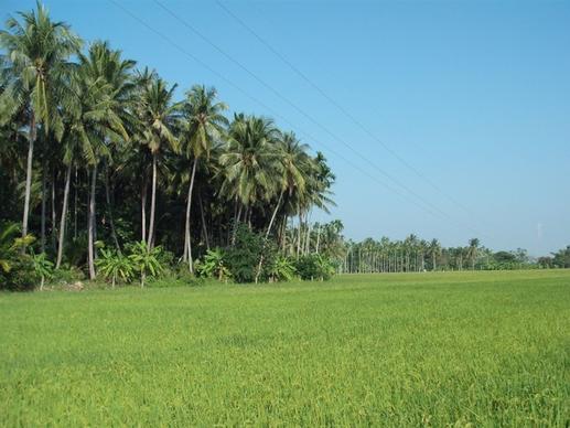 thailand paddy landscape