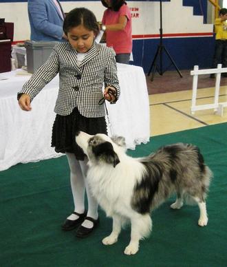 the dog show