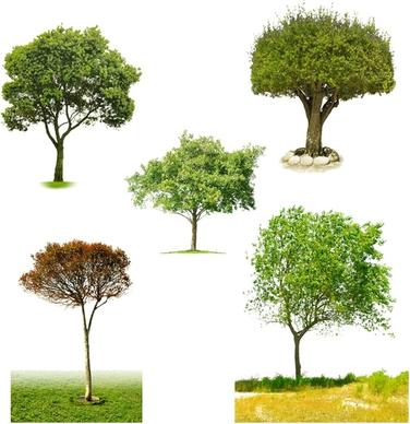the five kinds of trees psd
