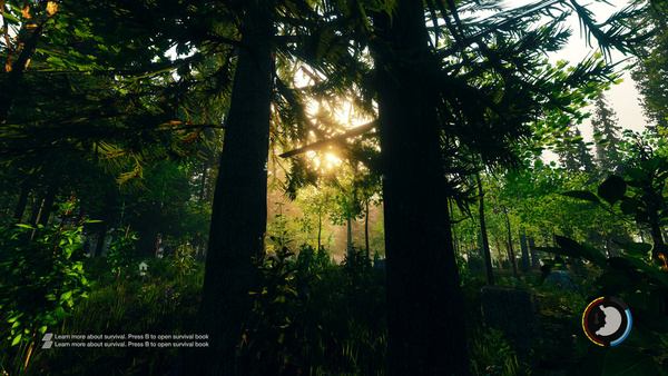 the forest 4k
