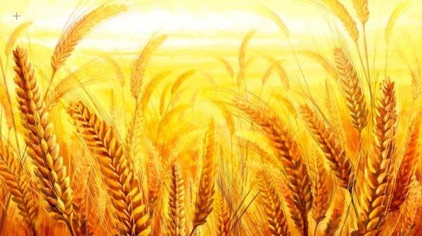 the golden wheat psd