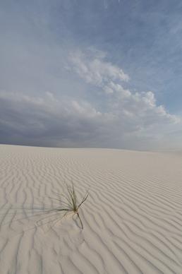 the grass of white sands 4