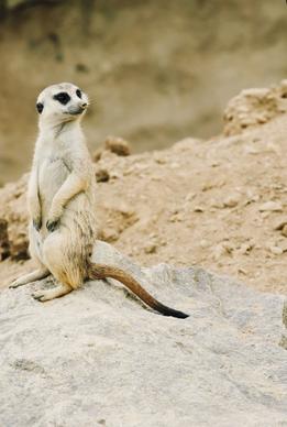 the meerkat nature zoo