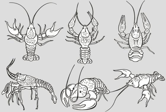 the monochrome lobster vector