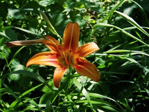 the orange lily