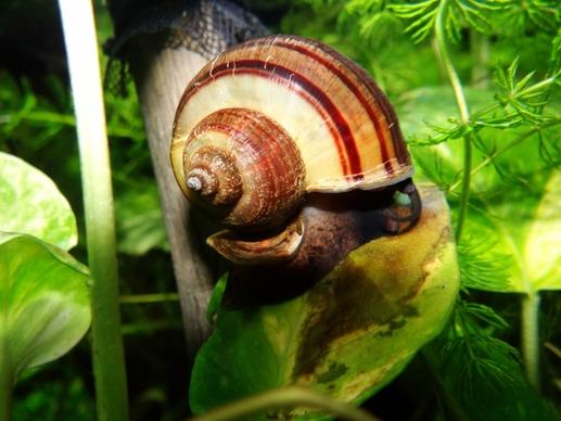 the snail