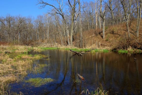 the swamp at kettle moraine south wisconsin