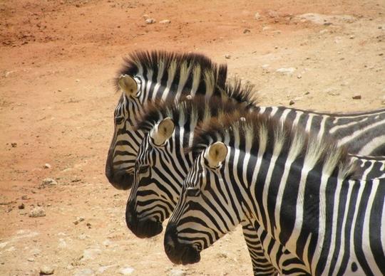 the three zebras