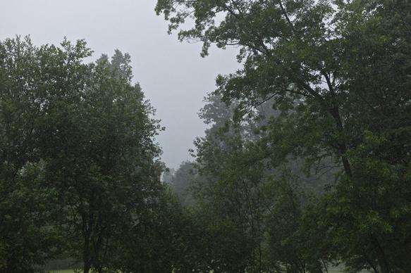 the trees and the rain