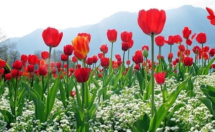 the tulip plexus picture