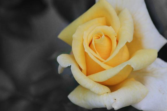 the yellow rose