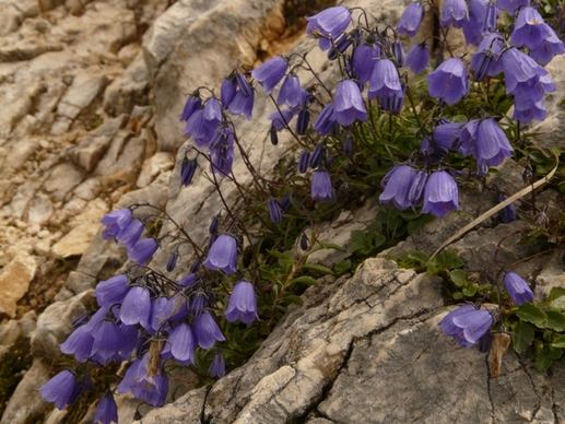 thimble flower alpine flower