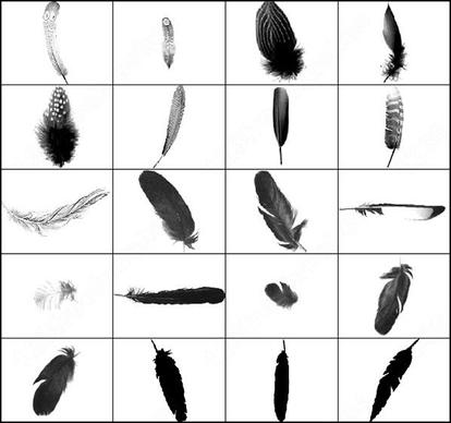 this is the fourth set of a series of feather brush
