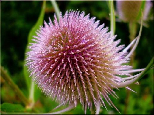 thistle wayside nature summer close up view bristly