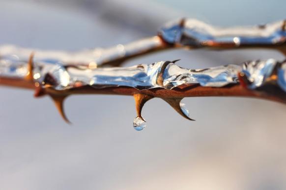 closeup of morning dew on branch thorns