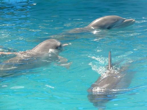 three dolphins pool