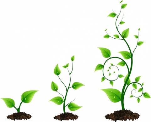 three green plant growth cycle