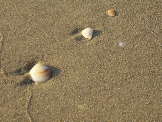 three shells on beach
