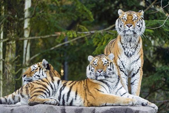 three tigers