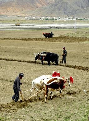 tibet men working