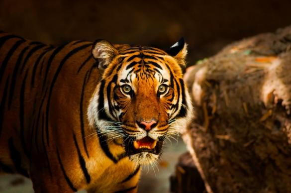 aggressive wild tiger in zoo