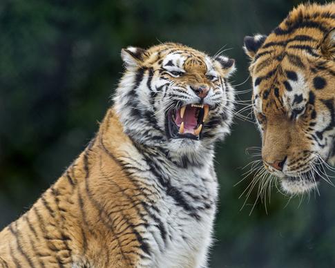 tiger argument
