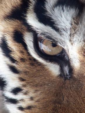 tiger eye siberian tiger