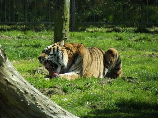 tiger feeding time