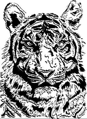 tiger image 02 vector
