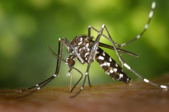 tiger mosquito mosquito asian tigerm