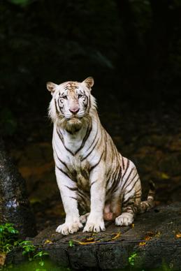 tiger picture contrast realistic 