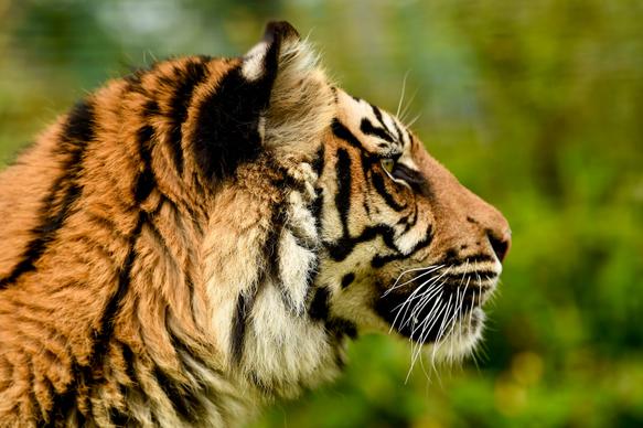 tiger picture face closeup 