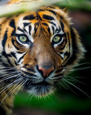 tiger picture realistic face closeup