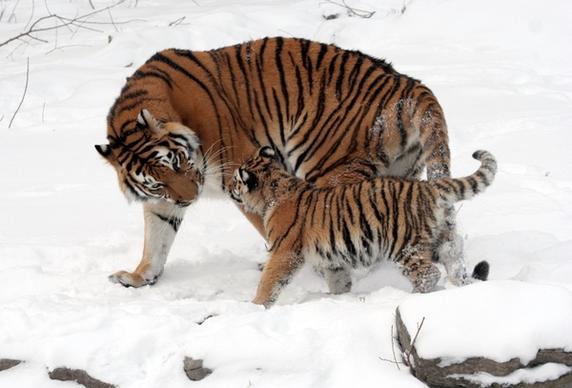 tiger siberian tiger tiger baby