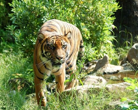 tiger sumatran tiger cat