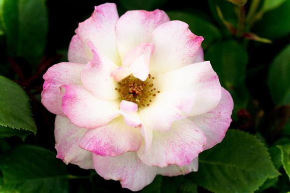 tinted pink rose