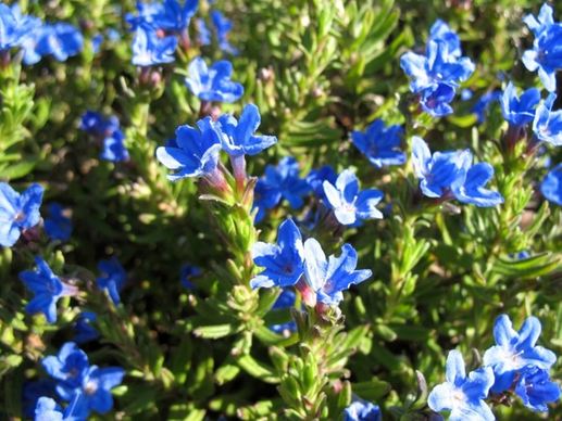 tiny blue flowers